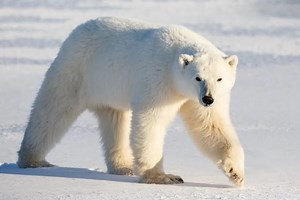 What is the difference between Polar Bears and Black Bears ?