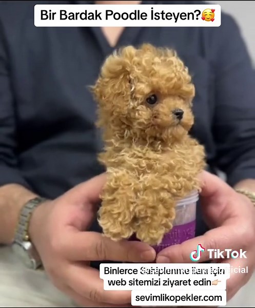 Looking for a Poodle? Check out our website for adoption ads!