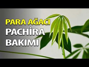 Para ağacı bakımı | Pachira aquatica 🌿 Ev Yeşili