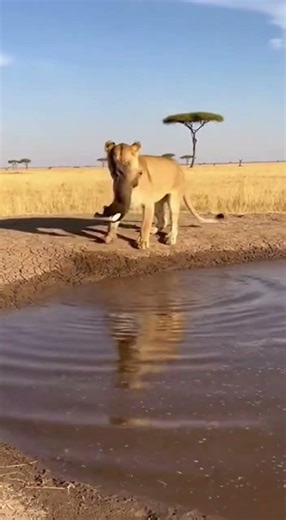 A Lioness Saves Her Cub From the Water! 🦁❤️ #Lioness #Wildlife #Nature #shorts