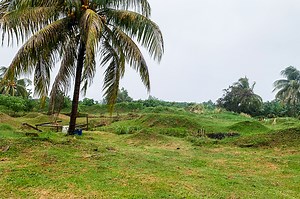 SVG aiming to expand arrowroot markets following completion of new factory (  video)