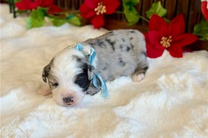 Malory - Miniature Australian Shepherd Puppy DF2539