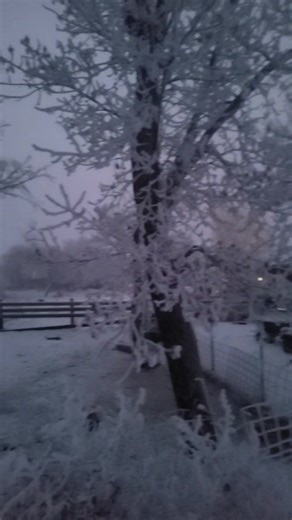 Beautiful hoar frost this morning on our homestead. One of the many reasons I love winter.. hoar frost ❤❄ #prairiesedgedairy #lovingcountrylife #prairiesedgefarm #minnesotawinter #snow #hoarfrost #hoarfrostbeauty | Prairies Edge Raw Milk Dairy