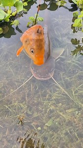 45K views · 186 reactions | The Secret Bait Every Catfish Hunter Should Know! | Catch Fish With ET | Facebook