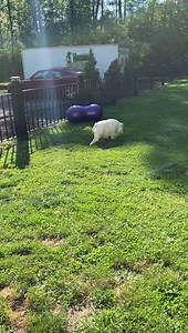 The Weed’s pool is now officially open! Though this isn’t a swimming video. The daddy took those earlier. This was just a post dinner potty 😜. Oh Augie & Gigi… | Augie Doggy’s Place