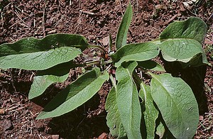 Consoude : Boostez votre jardin avec cette plante miracle