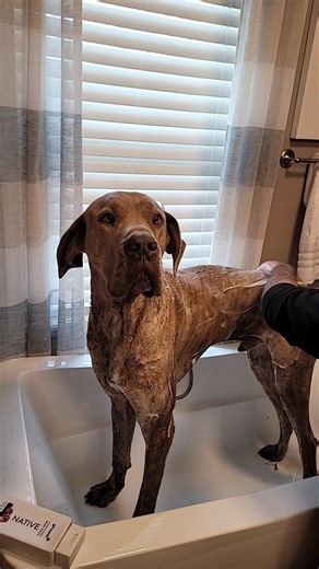 Great Dane in Bathtub #shorts #puppy #cute