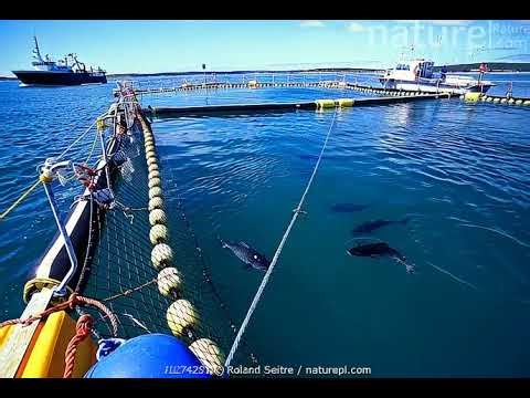 Bayless Cobb Tuna Farming