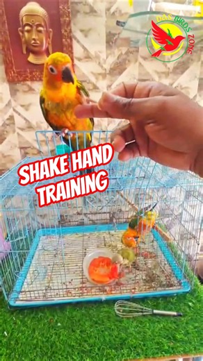🌞sun Conure 🦜shake Hand training #telugu #trending #birds #parrot #vlogs #sunconure #birdtraining