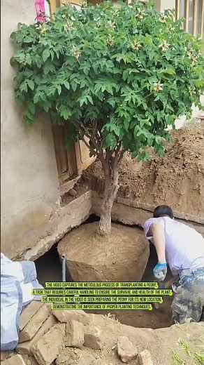 The Art of Peony Transplanting: A Delicate Process