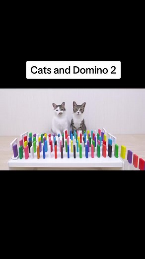 Cat and Domino Fun: Hilarious Cat Playing Dominoes Game