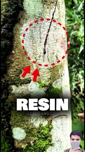 Why Does This Tree Look Like It’s Bleeding? 🌳🩸