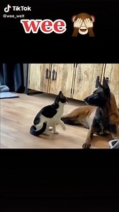 Various wee hilarious pictures🙈 I will laugh till my stomach hurts 🤣 Watch more: https://www.facebook.com/groups/148320598151013 | Hornby Eagles