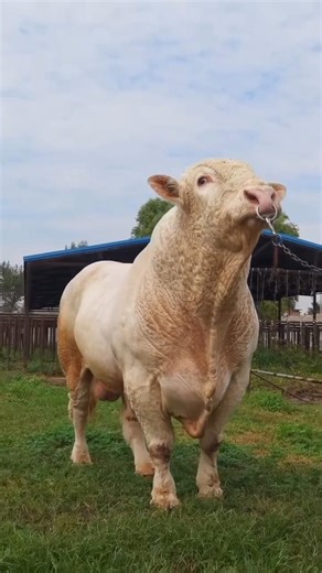 Charolais, a bull found in Turkey, is very calm and composed.