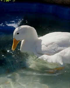 18K views · 61 reactions | Fluffy spends her days with her mates, Milo the dog and Holly the cat in a suburban backyard, but she’s not feeling herself lately. Fluffy’s not waddling very far and when she does, she has a distinct limp. Thankfully, Dr Harry is on hand to examine her in the hopes of preventing Fluffy from becoming a lame duck. Catch this story on Friday at 7pm on 7 and 7Two. | Better Homes and Gardens Australia | Facebook