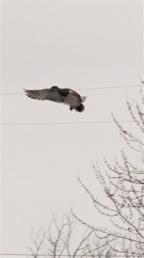 805 reactions · 14 comments | We think Gadwall’s are underrated 路‍♂️ yes or no to that comment ?!?! - - -  @matthewryancreative #presleysoutdoors #waterfowlhunting #duckhunting #waterfowlseason #duckhunter | Presleys Outdoors | Facebook