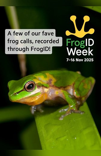 Ribbit, record, repeat! 🐸🎶 Every croak counts this Frog ID Week. Download the free FrogID app and go exploring in your local area. When recording frog calls you hear out in the field, try matching the species before submitting your frog calls. Need a hand identifying the frog you've seen or heard? Our Frogs of South East Queensland Pocket Guide is the perfect companion for your Frog ID adventures. Pick up a copy online or from the Museum Shop today! bit.ly/FrogsSEQ 📅 FrogID Week: 7-16 Novembe