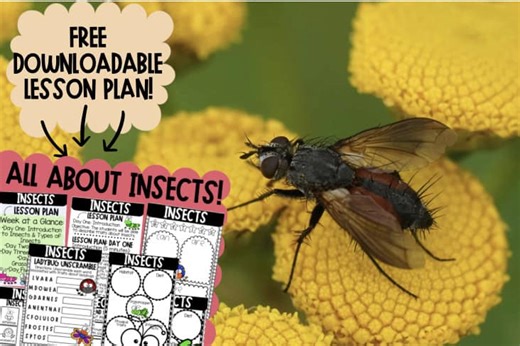 Incredible Insects: A Free Downloadable Unit Plan for Kids