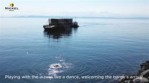 2.5K views · 40 reactions | You never know who will show up to watch a move. As the barge cruised across the water, a few sea lions joined in, gliding through the waves like they were part of the team. A calm moment before the heavy work ahead — a reminder that even complex projects can carry a bit of magic. #nickelbros #heavyequipment #marinemove #SustainabilityInMotion #everymovetellsastory #nickelbrosindustrial #naturelovers #vancouver | Nickel Bros | Facebook