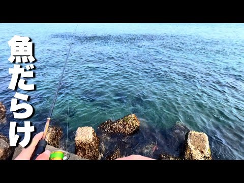 【衝撃】イカ釣りの筈が…凄まじい魚の大群と遭遇して高級魚が連発した！！