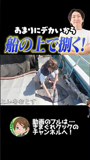 エイがあまりにデカすぎるせいで船の上で捌くことになるきまぐれクック
