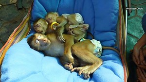 40K views · 146 shares | Adore Little Monkey Sleeping Well On Hammock Outside, Sleeping Time For Three Monkey | Monkey Dodo | Facebook