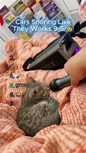 Snoring like they got 3 mortgages and 4 kids😴#funnycats #catvideos #catmemes