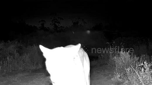 Panther caught on camera playing with its mother in Florida