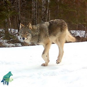 At 7 months old, these pups from the Stub-tail Pack both suffered substantial back leg injuries, and one survived from the injury, the other likely did not. In early November 2024, one pup appears to have broken its back left leg with the skin on the back of the leg looking as though it had been peeled off. No idea how this injury occurred. We never observed this pup after December, which likely means it did not survive. The other pup looks to have broken its back right leg in a little before la