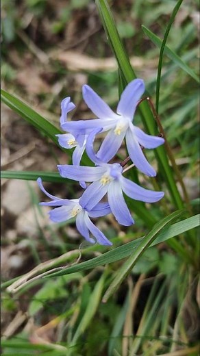 Blume und Nashi Birne Baumscheibe mit Kompost düngen