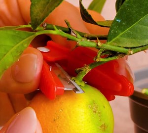 2.6M views · 7.2K reactions | Upgrade your backyard with these smart garden hacks and gadgets! | 5-Minute Crafts Family | Facebook