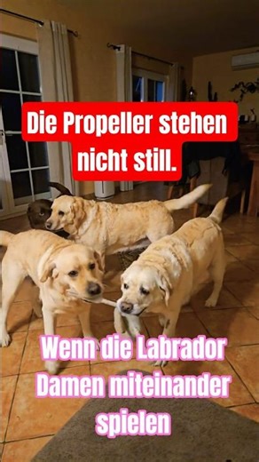 🥰❤️ Unsere Wedel Tanten. Wenn unsere Labrador Damen miteinander spielen. #labradorretriever #doglife