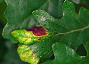 5 Signs of Tree and Shrub Problems: Pests, Diseases & More