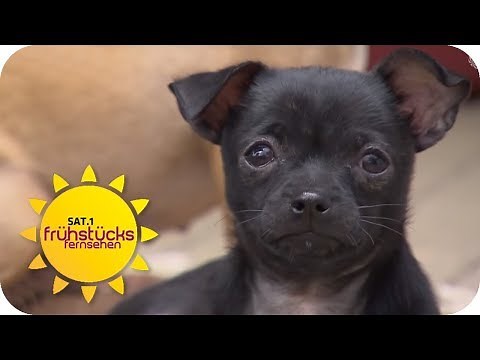 Kleine Hunde in Not: Tierschutz rettet 80 Hunde! | SAT.1 Frühstücksfernsehen | TV