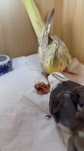Cockatiel couple 🥰🥰 #ndmbirds #cockatiellover #naturelovers | NDM birds