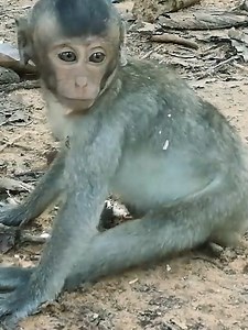 47K views · 974 reactions | Unconscious, Poor baby Lori fall down from the tree Part 01-Unfortunately Poor baby Lori.mp4 #monkey | Monkey vdo | Facebook