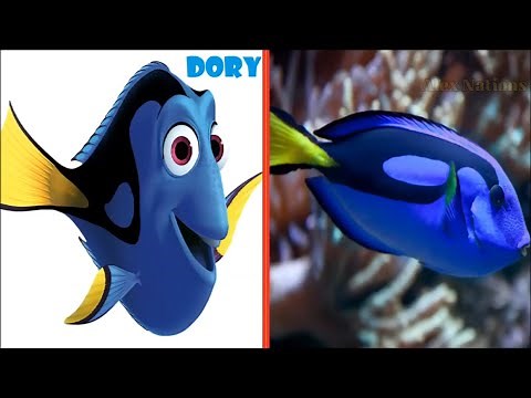 Finding Dory Characters In Real Life 2023