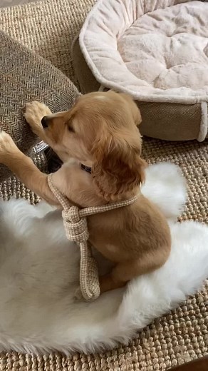 Ronnie Roo Dog #dogsoftiktok #spanielpuppy #spanielsoftiktok #dogsvideo #dogs #spaniellife #spanielpuppies #dog