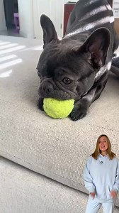 🚨 OUR BIGGEST SALE OF THE YEAR! (Possibly EVER) 🚨 Get up to 50% OFF Bullymake, our lowest prices EVER! But...Here’s the deal: When this month’s stock is gone, so is this deal. Your dog deserves tough, safe toys that last, and this is your chance to stock up at the best price we’ve ever offered. Don’t wait—fetch the perfect box for your power chewer now! 🐾 | BULLYMAKE