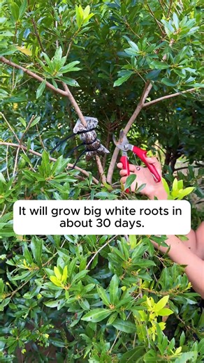 Propagating bay trees is easy #gardeninspiration #gardenlove #planthacks #gardeningmakemehappy | Home Gardening | Facebook