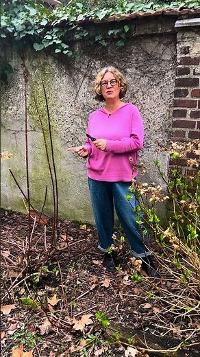 How do you prune hydrangeas? #garden #gardentips #gardenhacks #hortensia