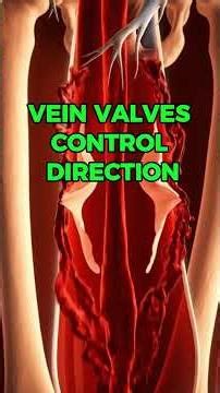 Where Blood Collects in the Foot When You Sit | Foot Circulation Explained #blood #foot #circulation