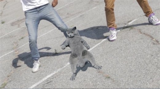 Cat stuns everyone with insane and flawless dance moves