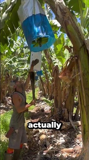 Reasons for Cutting Down Banana Trees