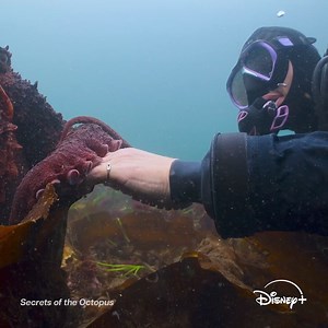 245K views · 1K reactions | This Earth Month, join us in celebrating #ourHOME with National Geographic and Disneynature on #DisneyPlus. | Disney+ | Facebook