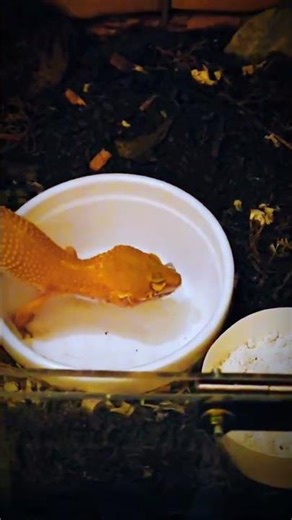 Leopard gecko eating
