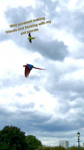 Wild Parakeet Flocking with Pet Parrots in Flight