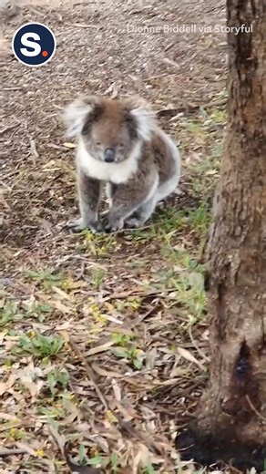 This little marsupial wanted to spend some koala-y time with a new friend! | storyful