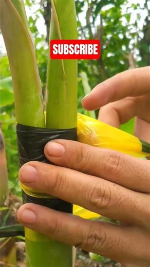 how to make a banana tree branch #airlayering #satisfying #grafting #farming #shorts