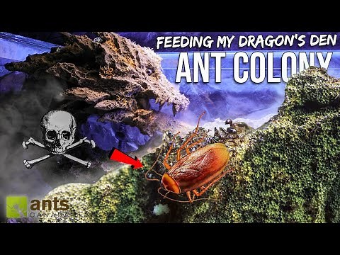 Millions of Ants Drag a Cockroach Into The Dragon's Mouth (Incredible Timelapse)